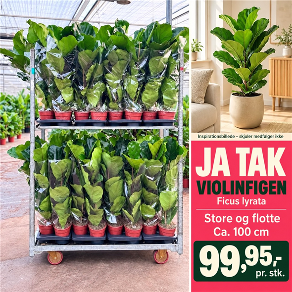 Stor stueplante